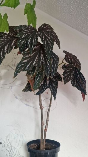 begonia