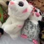 beanie boos with tags Image 5