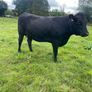 In calf Aubrac cross heifers Image 5