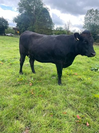 In calf Aubrac cross heifers