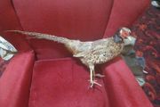 Taxidermy Common Cock Pheasant