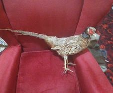 Taxidermy Common Cock Pheasant