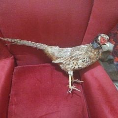 Taxidermy Common Cock Pheasant