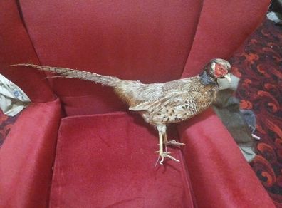 Taxidermy Common Cock Pheasant