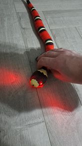 Cat Toy