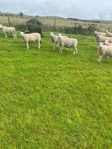 Texel Cross Hoggets