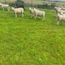 Texel Cross Hoggets Image 3