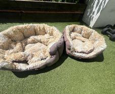 cat beds