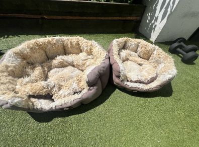 cat beds