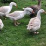 Pair of geese. Image 2