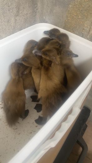 Ducklings khaki Campbell
