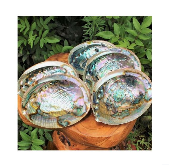 Natural Beauty - Abalone Shell - excellent incense burner base