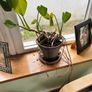 Free to take! Indoor Green Plants (in pots) Image 4