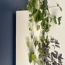 philodendron brasil plant Image 2