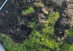 top soil
