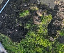 top soil