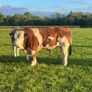 Purebred Simmental bull Image 2