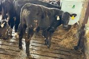 Aberdeen Angus Bulls