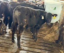 Aberdeen Angus Bulls