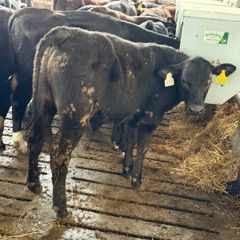 Aberdeen Angus Bulls
