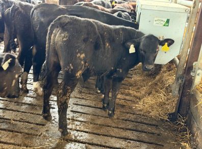 Aberdeen Angus Bulls