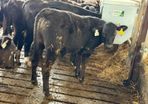 Aberdeen Angus Bulls