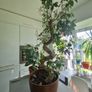 Bonsai high tree Image 3