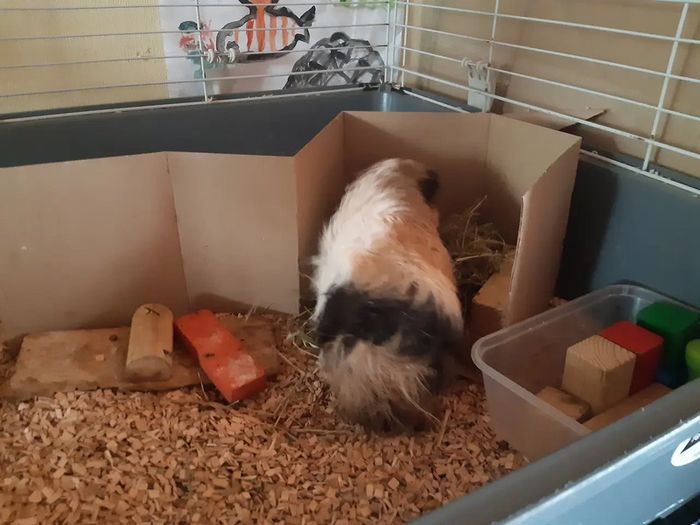 1 year old male guinea pig