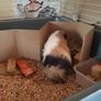 1 year old male guinea pig Image 3
