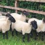 Suffolk X hoggets - 11 Image 2