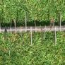 Garden Aerator Image 4