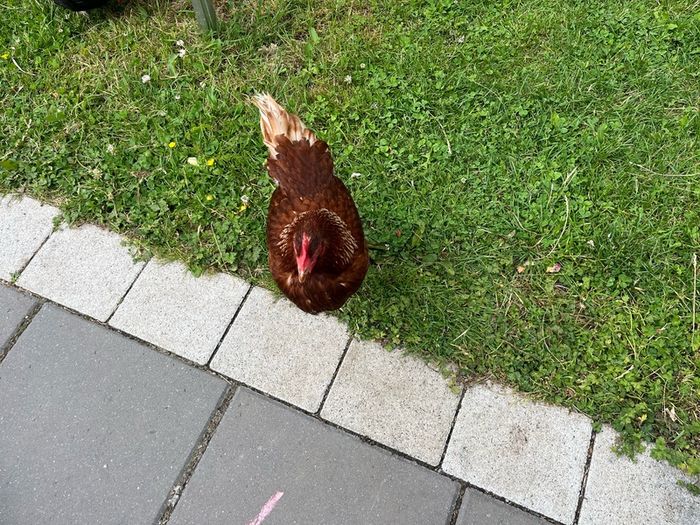 chicken