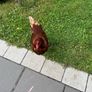 chicken Image 4
