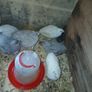 quail Image 7