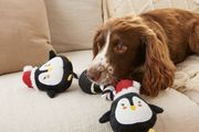 Dog Rope Toy