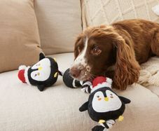 Dog Rope Toy