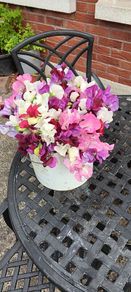 Cut flowers :Sweetpea