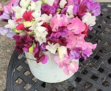 Cut flowers :Sweetpea