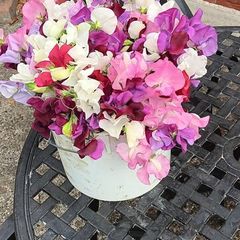 Cut flowers :Sweetpea