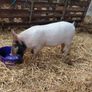 piglet Image 4