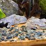 Freshwater Fish Image 3