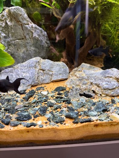 Freshwater Fish