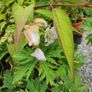 Shrubs and Garden Plants Image 6