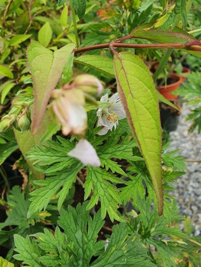 Shrubs and Garden Plants