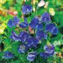 (S) Buzzy Sweet Pea seeds Royal Family Blue 5g (830726) Image 2