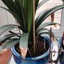 Plants in pots Image 3