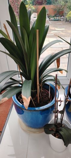 Plants in pots