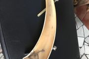 Horn trinket tray