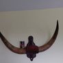 Bison cow large wall mounted horns Image 2