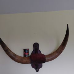 Bison cow large wall mounted horns
